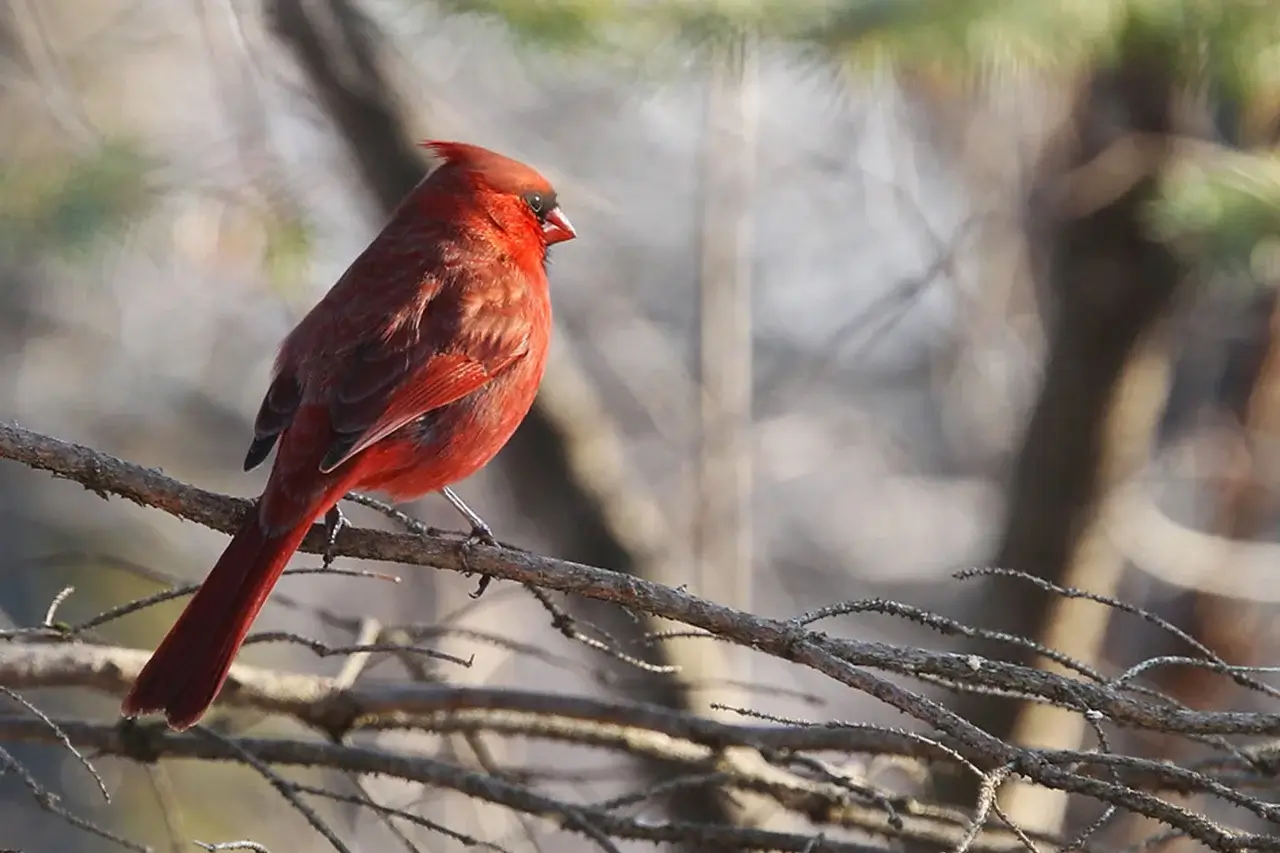 Bird Watching At Jhadol