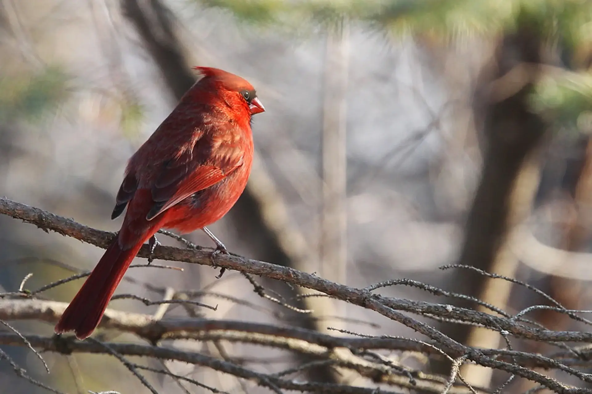 Jhadol Bagh Bird Watching